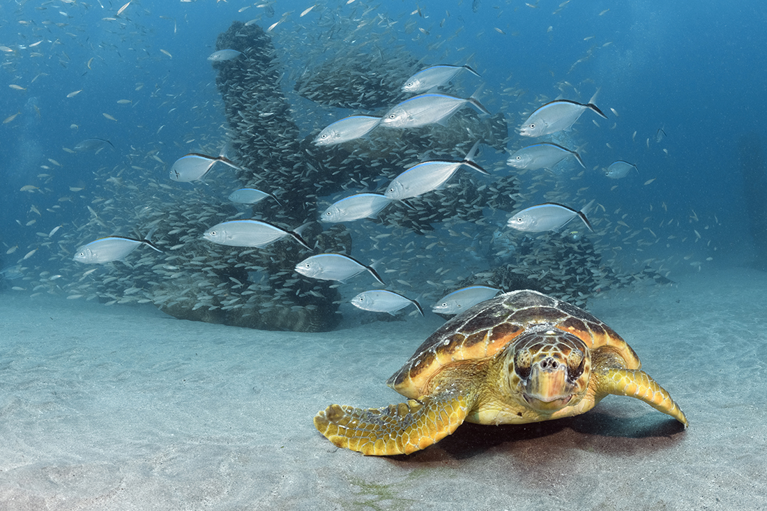 Loggerhead turtle (Caretta caretta)