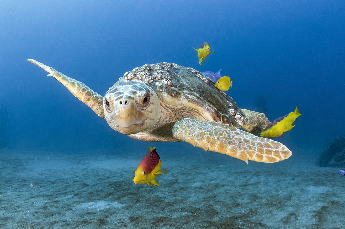 Loggerhead turtle (Caretta caretta)