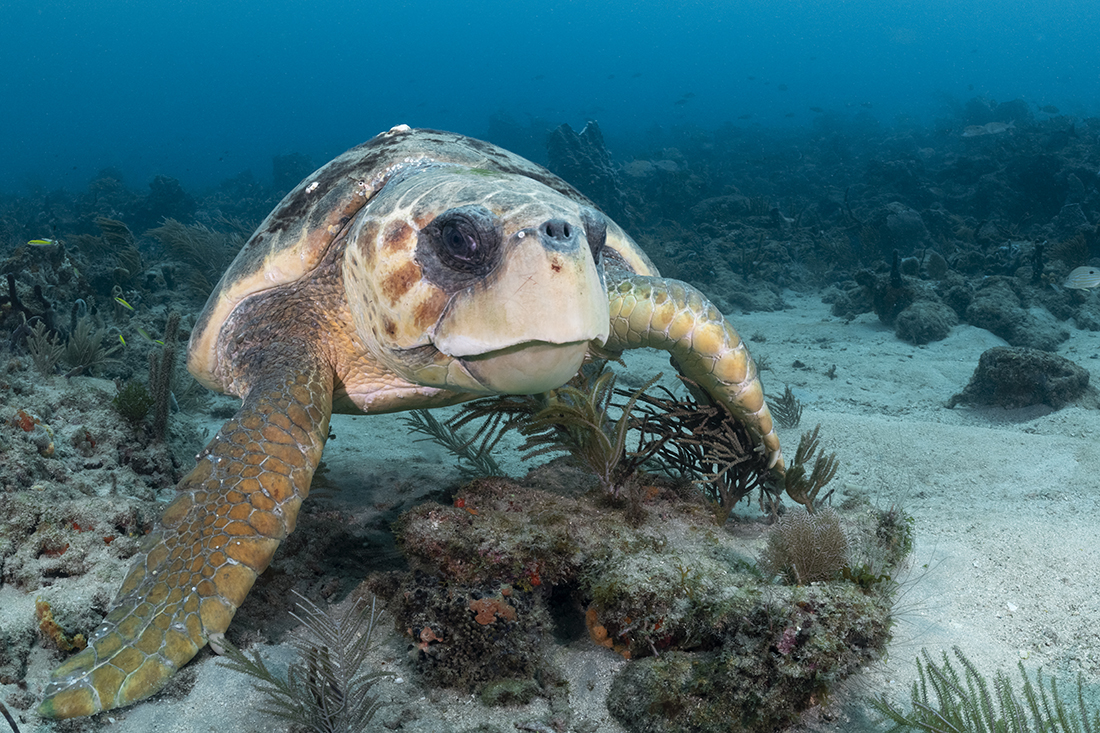 Loggerhead turtle (Caretta caretta)