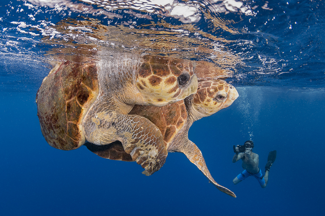 Mating oggerhead turtles (Caretta caretta)