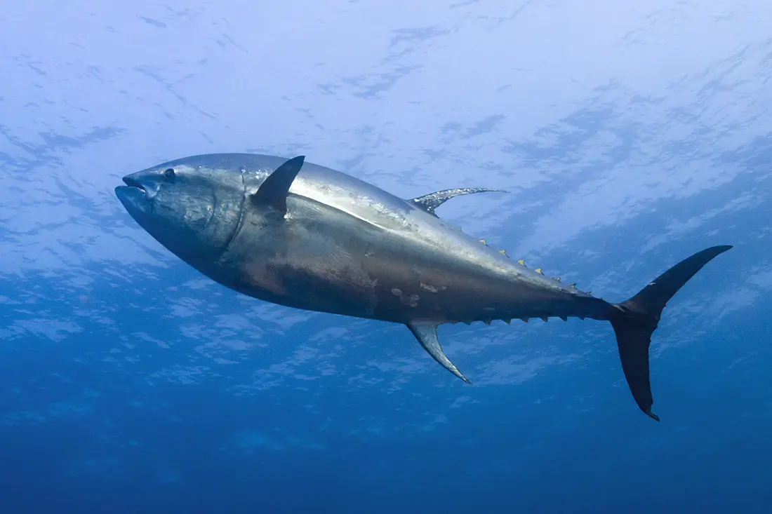 Large Atlantic bluefin tuna ((Thunnus thynnus), sometimes called as the northern bluefin tuna are the largest member of the tuna family Scombridae able to reach weights over 1,100 lbs.