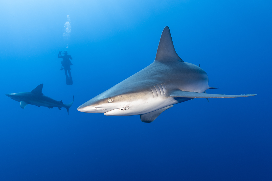 Like silkies, sandbar sharks (Carcharhinus plumbeus) are more commonly encountered offshore of Jupiter near the deep ledge.