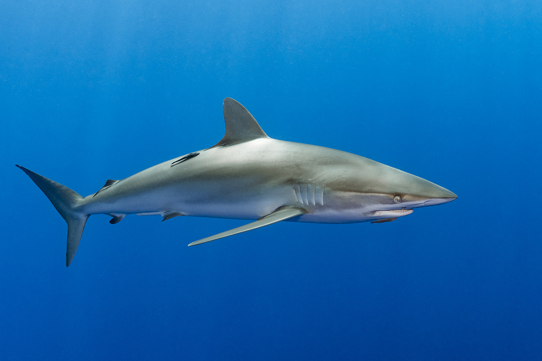 Silky shark (Carcharhinus falciformis) are something you might see when diving the deep ledge offshore of Jupiter.