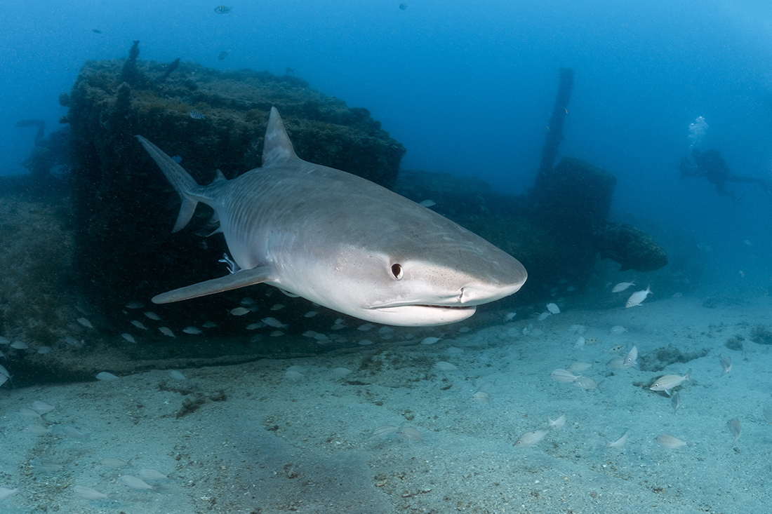 Large tiger shark (Galeocerdo cuvier)  cruiising past a tugboat wreck off of Jupiter.