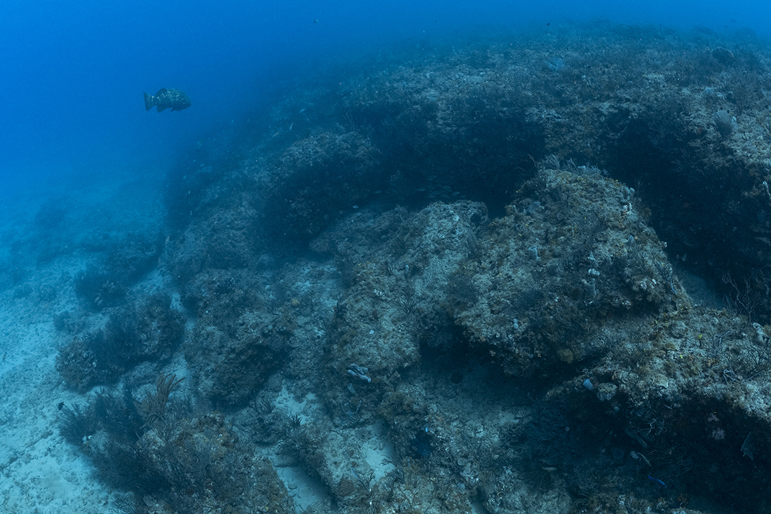 The Western facing side of the Juno Ledge reef track may be more lacking in coral and colorful sponge growth, they make up for it in profile. On average, this deep ledge runs 6 to 15 feet / 1.9-4.5 meters in height, creating profiles that range from 65 feet / 20 meters on top down to 93 feet / 25 meters.