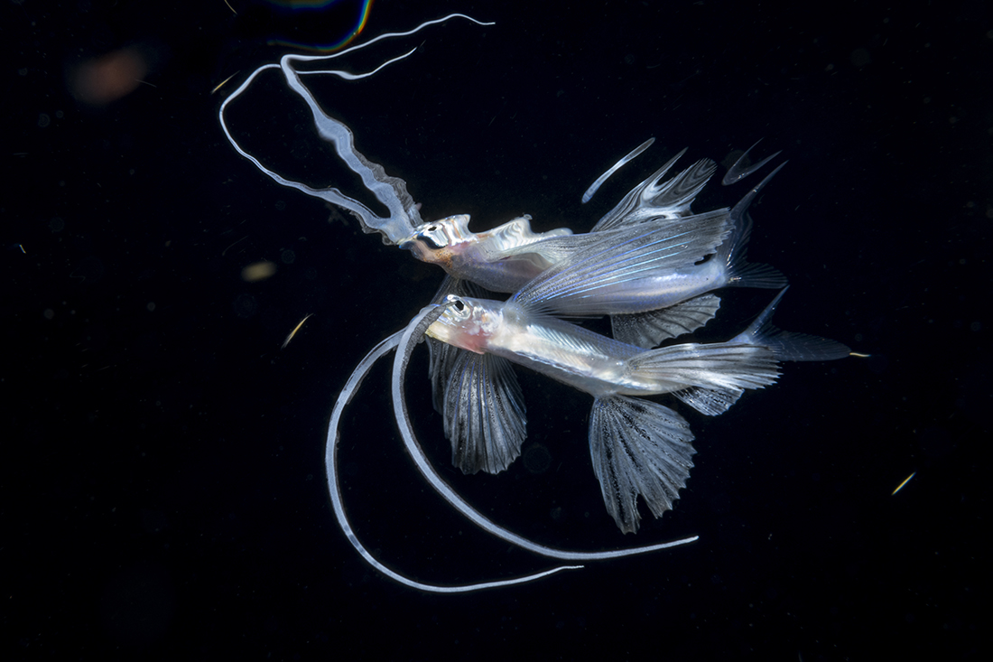 This Fu Manchu flying fish was given its name due the extremely long barbels this fish extends to help it find food in the dark. Aiming both strobes upward at a 45-degree angle from below the fish allowed the water’s smooth surface above to act as a mirror.
