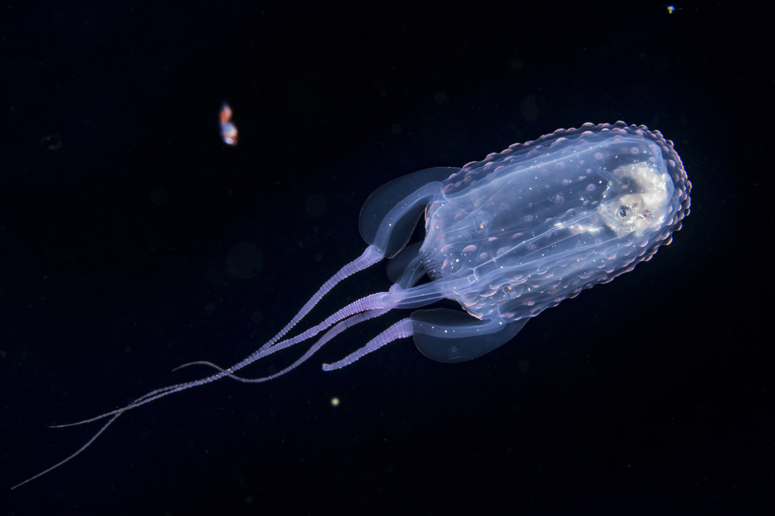 Atlantic sea wasp, aka Atlantic box jelly are surprisingly active and mobile enough to challenge most camera’s autofocus systems. 