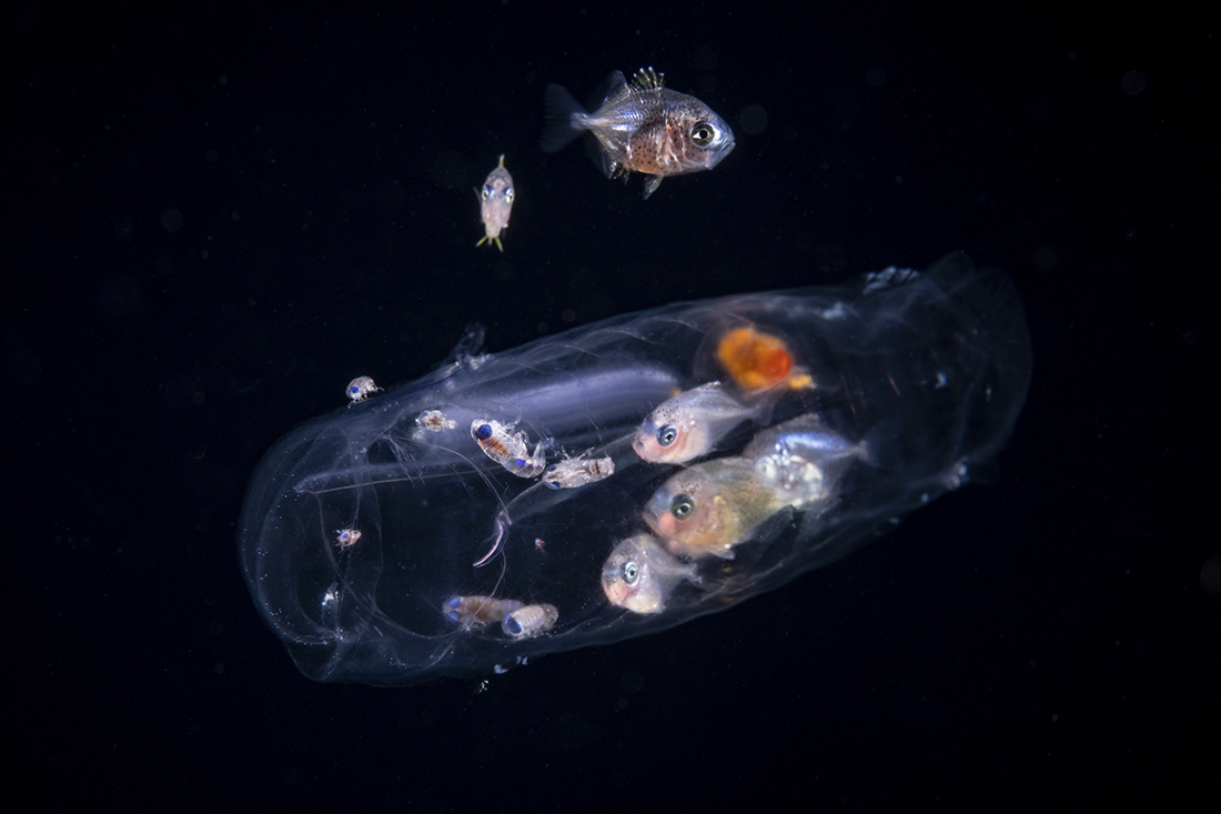 This pelagic salp has a lot going on like a ship in a bottle between a cluster of juvenile jacks and arthropods taking refuge inside it.