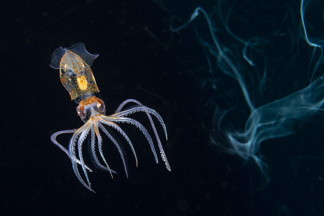 Before jetting off, this little sharpear enope squid (Ancistrocheirus lesueurii) dump a bunch of ink which came out in an iridescent turquoise hue from one of my focus lights set on fluo mode.