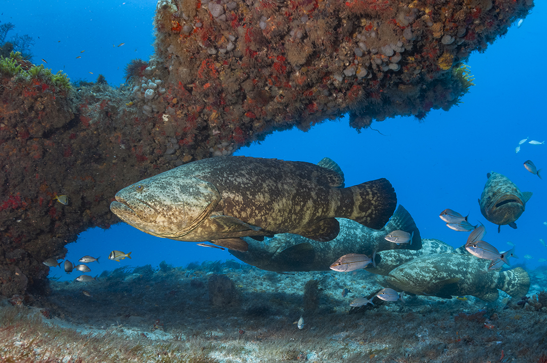 When Goliath grouper spawning season isn’t taking place, doesn’t mean you can count out seeing the big fish. A sizable population of these giant groupers are year-round residents on the reefs and wrecks off the Palm Beach County Coast, with the bulk of them in the Jupiter area. 