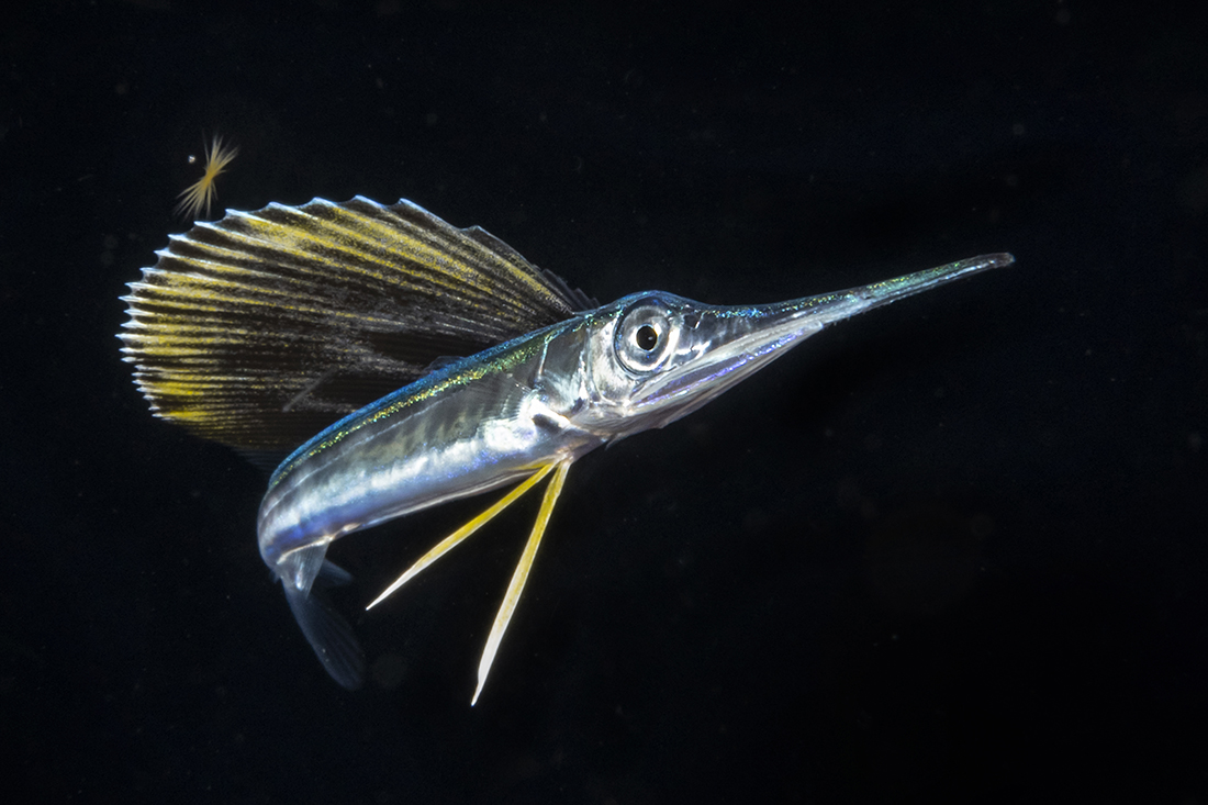 At 3-inches in length, this juvenile Atlantic sailfish (Istiophorus albicans) has begun to take on the appearance of an adult fish right down to its slick reflective scales. 