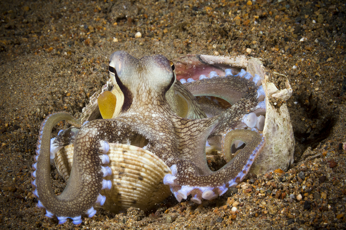 When I came across this coconut octopus (Amphioctopus marginatus), it was sitting comfortably in the middle of its collection of empty clam shells. 