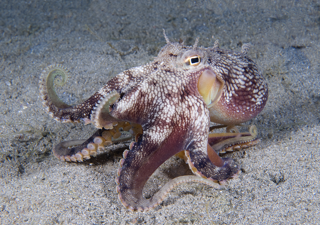 When you come across a coconut octopus (Amphioctopus marginatus) out and about, don’t be surprised to see them walk using their arms rather than crawl as most octopus do. This one seems like it’s ready to duke it out by holding two of them up like a pair fists. 