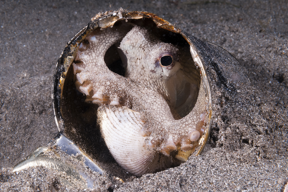 This coconut octopus has manage to find a discarded soup can for a home.