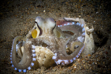 Coconut octopus (Amphioctopus marginatus)