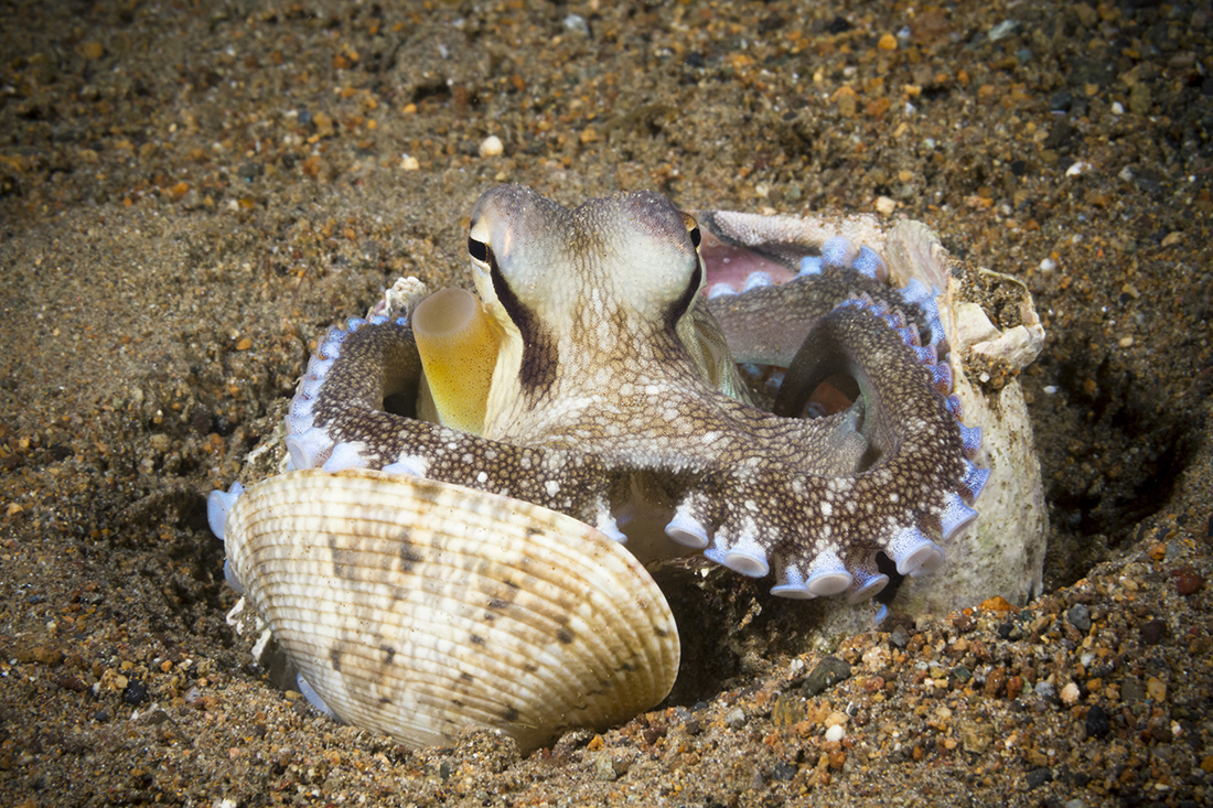 Due to my proximity, the little guy started getting a little uncomfortable and start sinking down while at the same time beginning to pull all the shells closer together. 