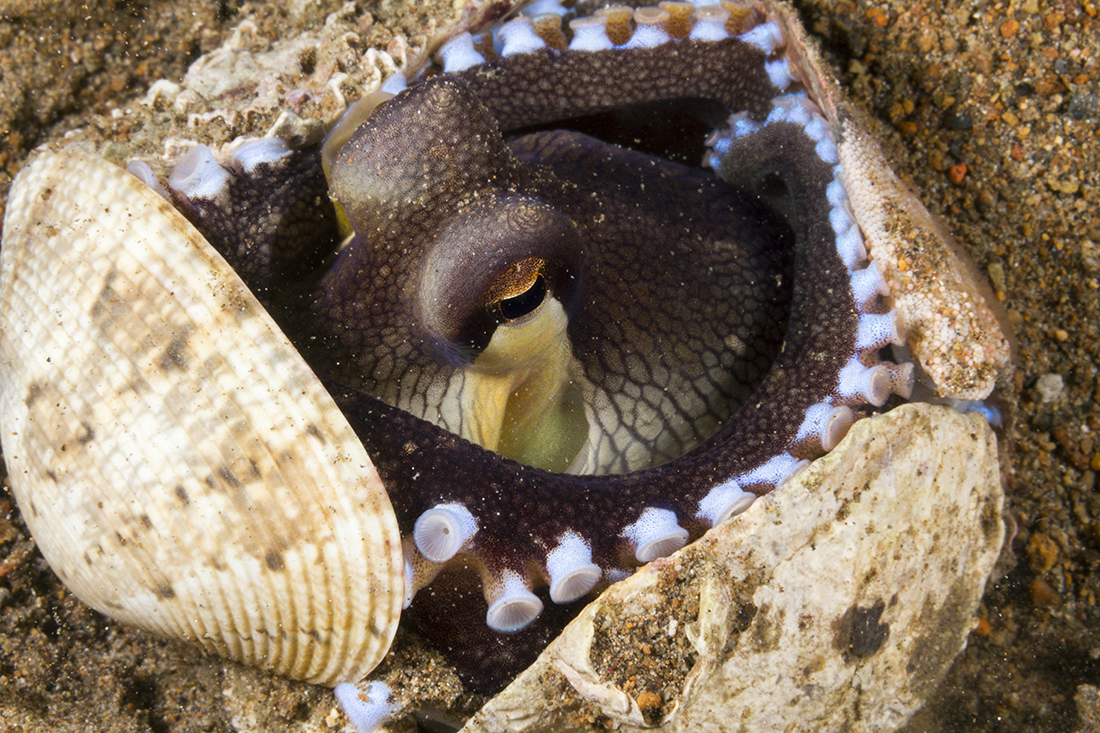 A coconut octopus (Amphioctopus marginatus) begins closing two empty clam shells together for defense.