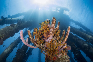 Bonaire's Salt Pier