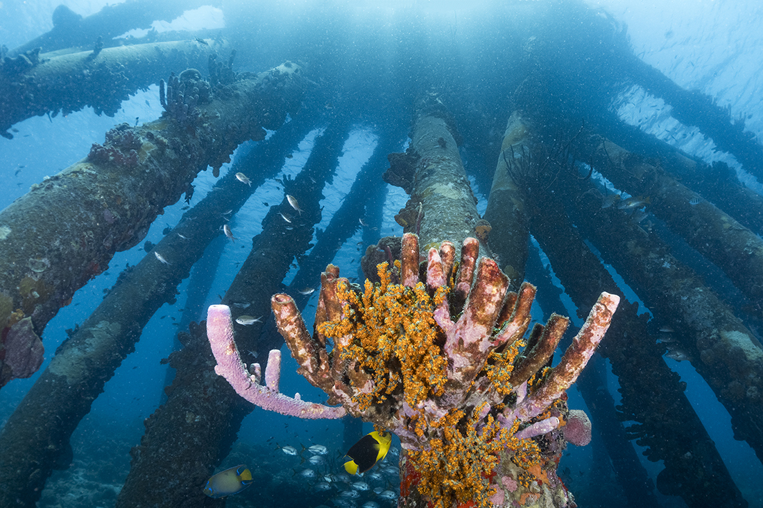 The Salt Pier’s massive structure sport all kinds of colorful marine growth from sponges to corals, which in turn shelter a menagerie of invertebrates while at the same time create a unique backdrop for underwater photographers.