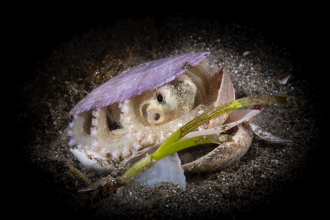 A coconut octopus (Amphioctopus marginatus) with a few empty clam shells together for defense.