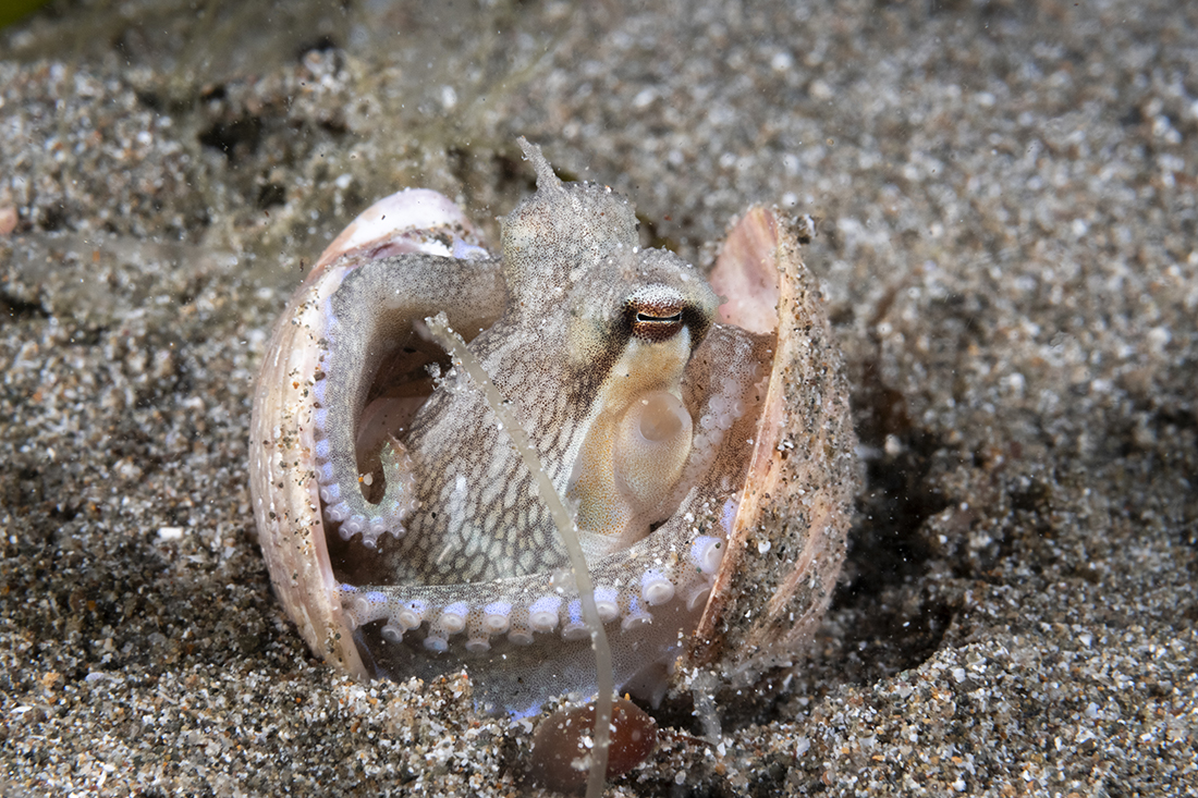 A coconut octopus (Amphioctopus marginatus) with both halves of a empty clam shell. Although I have run into this behavior numerous times, I have yet to see one walk off carrying their mobil home. 