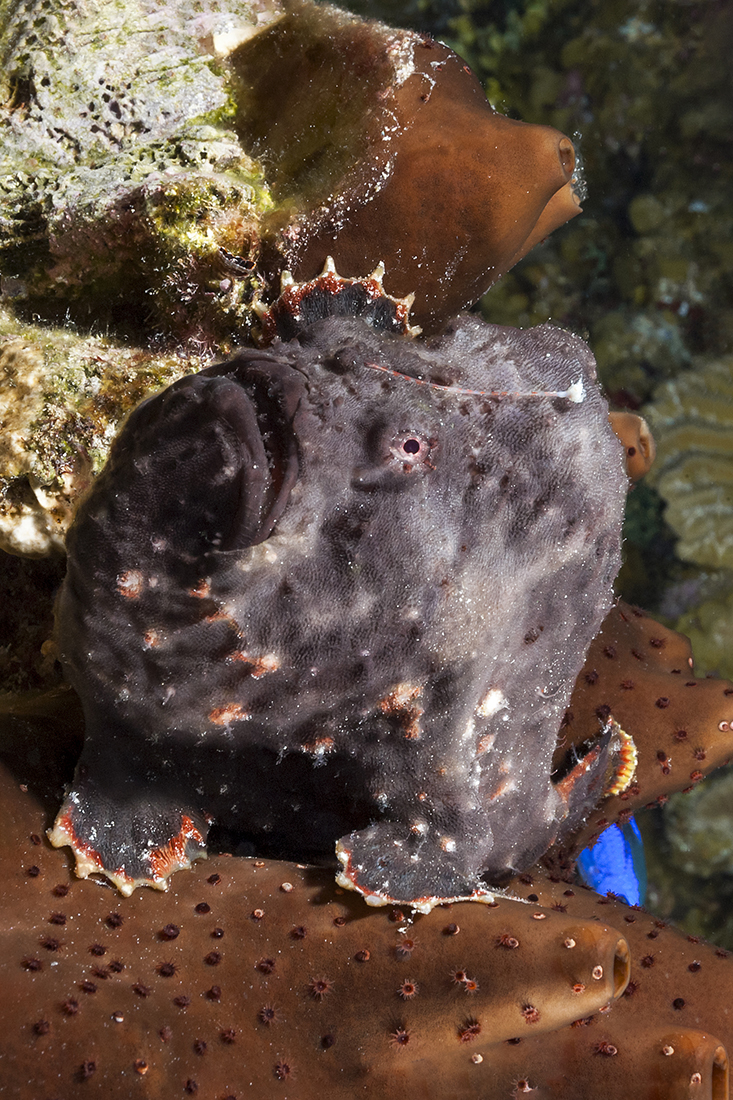 Longlure Frogfish