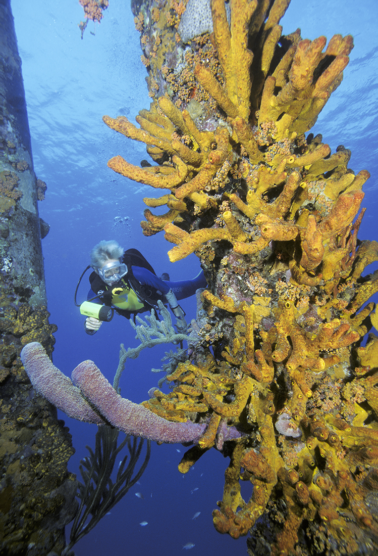 Topping the list of attention grabbers is a bounty of orange cup corals along a variety of orange, yellow and purple tube sponges covering the pilings long cylindrical formations.