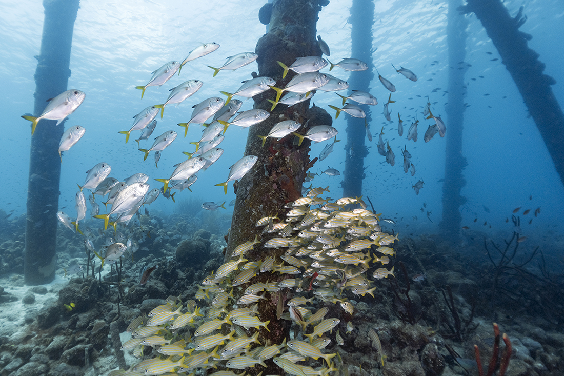 Some of the fish life found at Bonaire's Salt Pier.