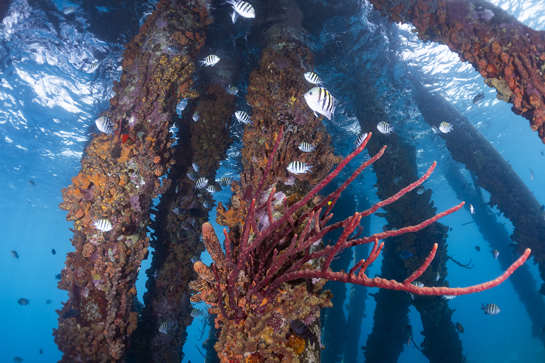 The sampling sponge and coral growth on the Salt Pier's pilings.