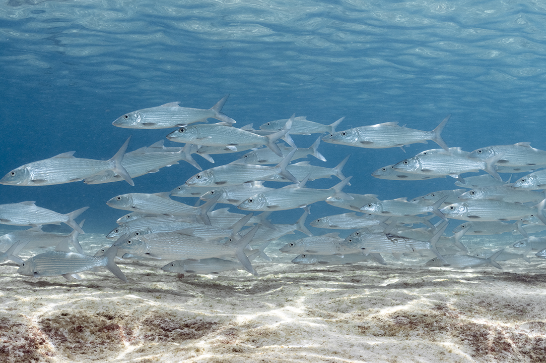 School of Bonefish