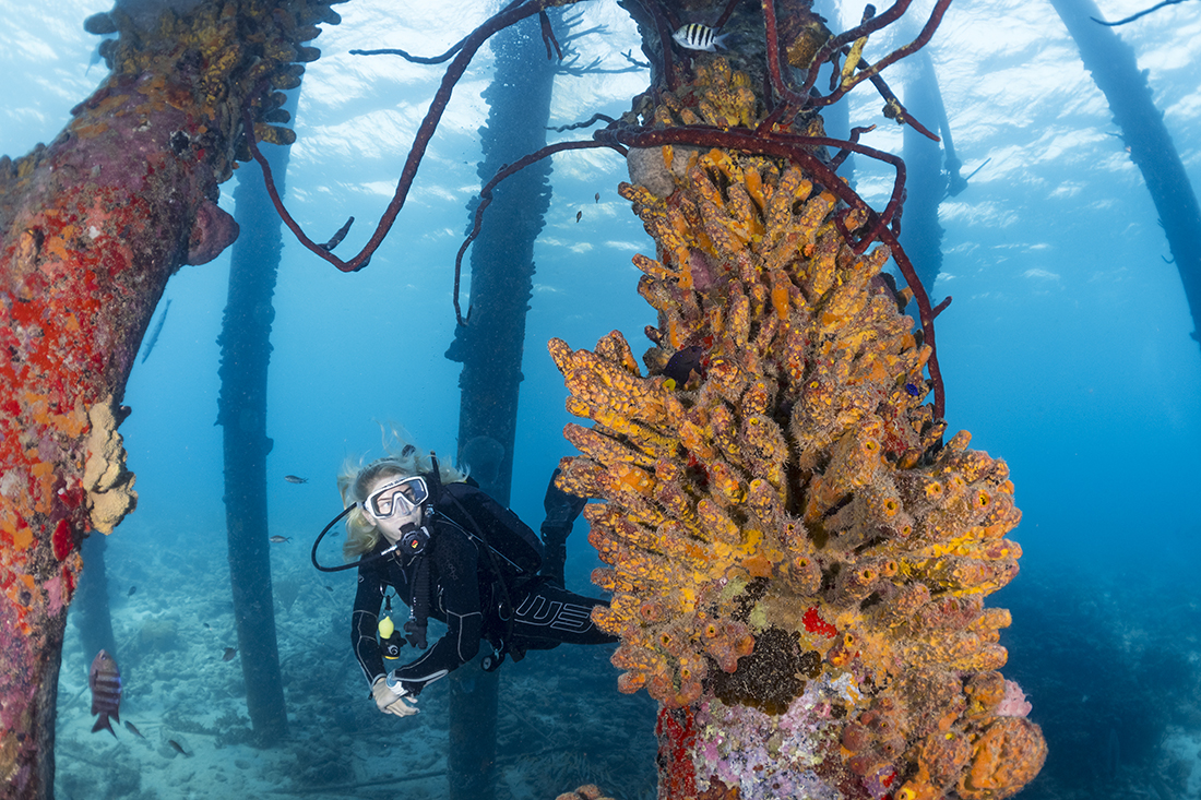 A scuba diver inspecting the sponge growth on one of the Salt Pier's pilings.