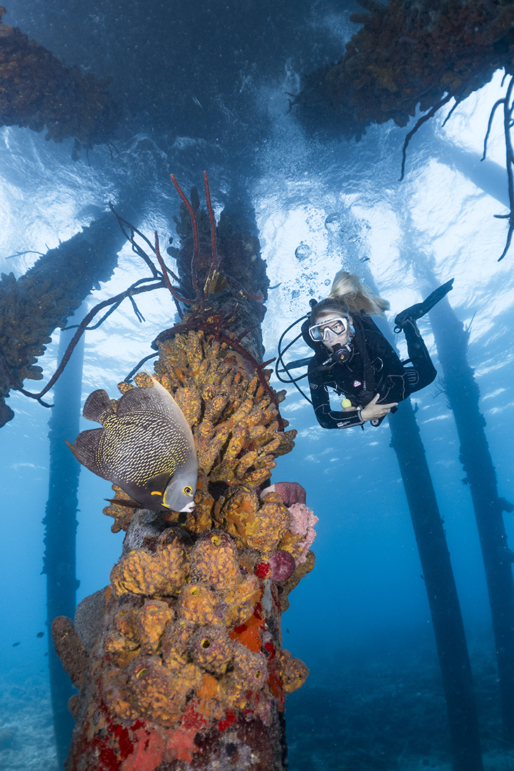 Topping the list of attention grabbers is a bounty of orange cup corals along a variety of orange, yellow and purple tube sponges covering the pilings long cylindrical formations.