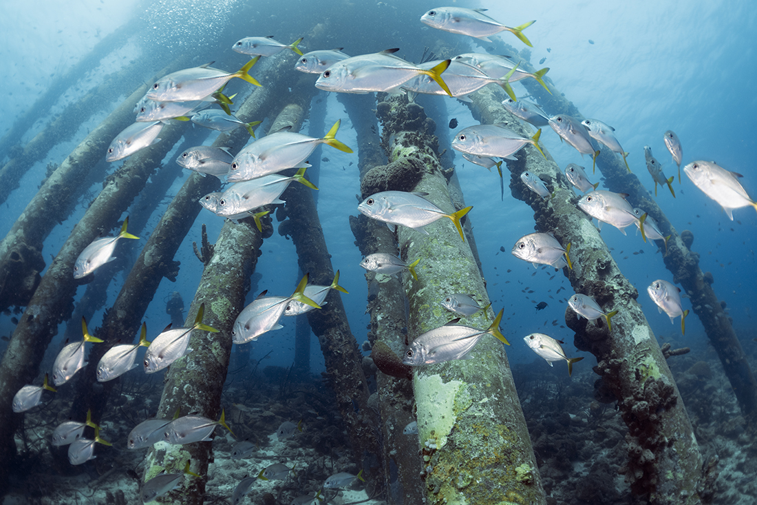 School of Horse-eye Jacks swim past the outer base of the Salt Pier