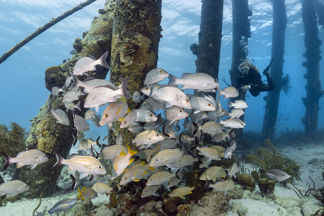 Some of the fish life found at Bonaire's Salt Pier.