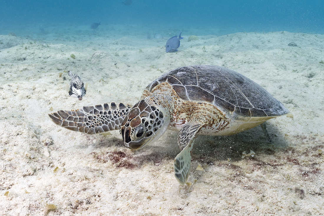 Young Green Sea Turtle