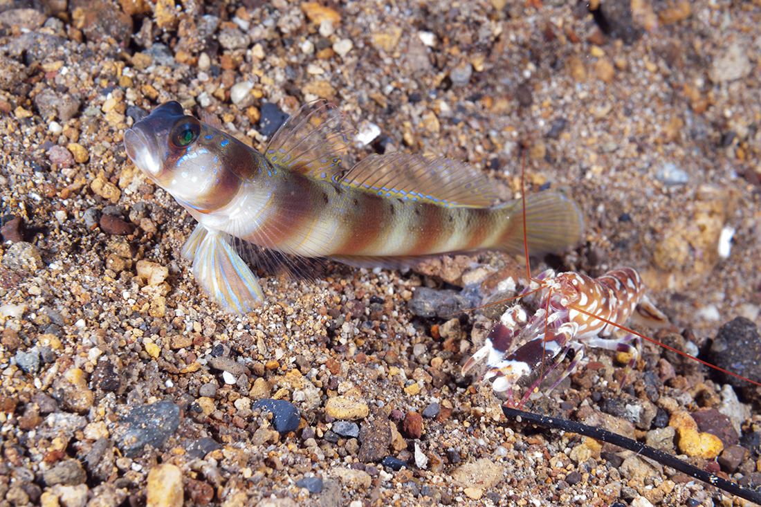 Shrimp gobie standing watch while its Alpheid shrimp roommate tends to the house of their burrow.