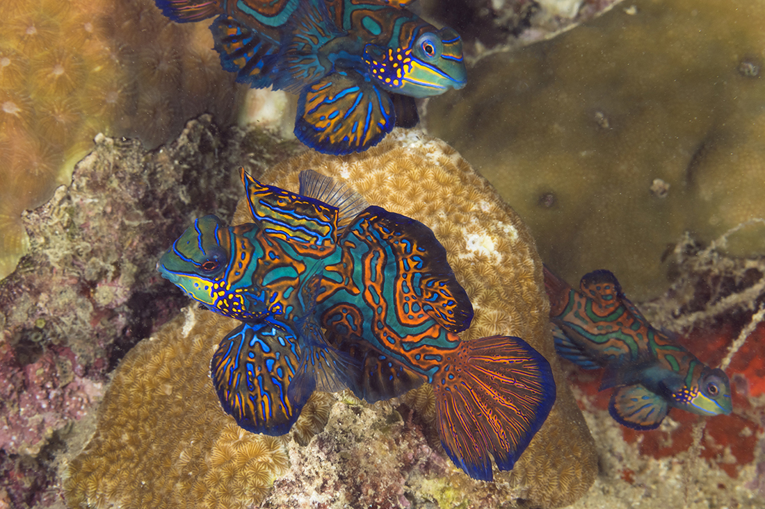 Mandarinfish (Synchiropus splendidus) a member of the dragonet family.