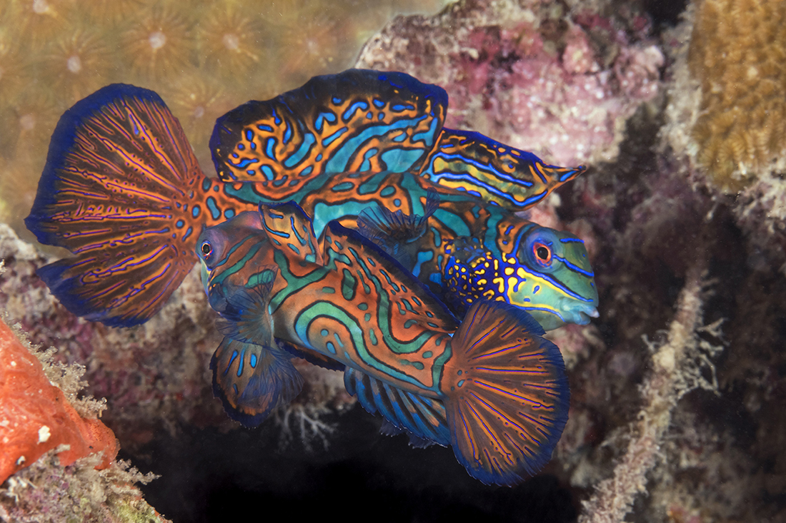 Side by side, you can see the size difference between a full adult male mandarinfish which is much larger to an adult female next to it.