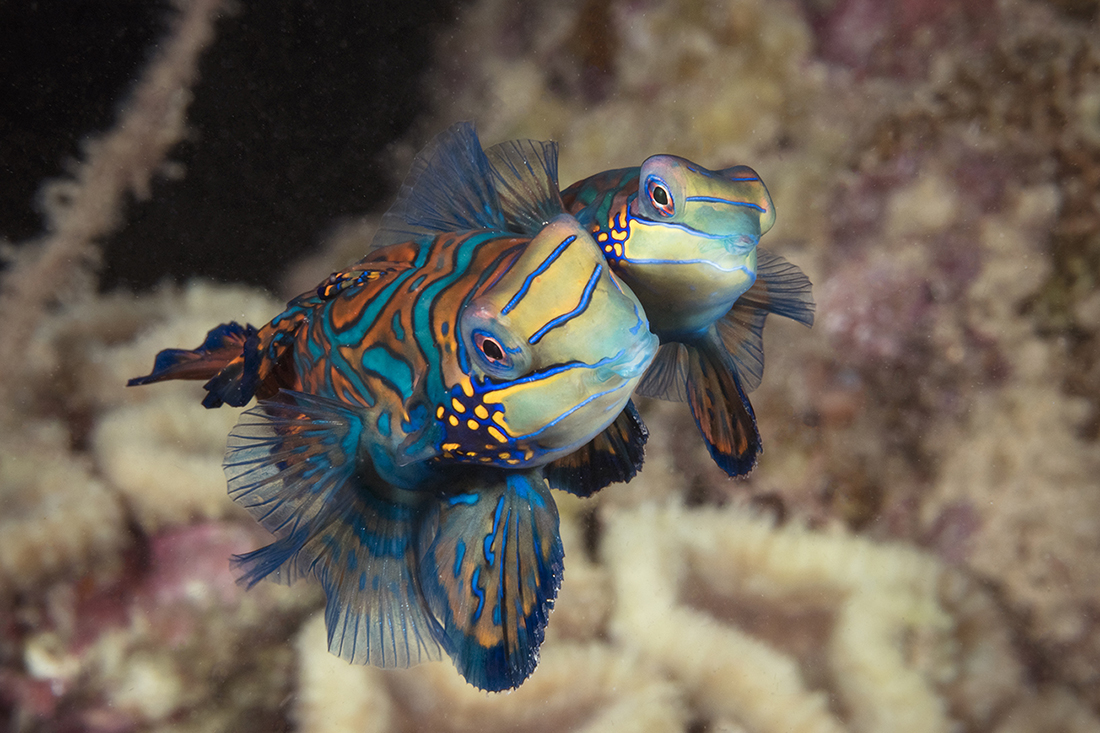 Mandarinfish (Synchiropus splendidus) a member of the dragonet family.