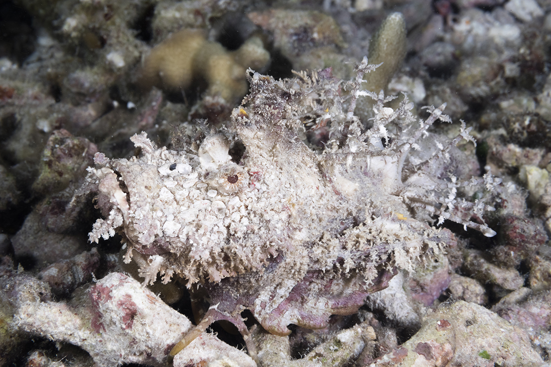 Spiny devil scorpionfish