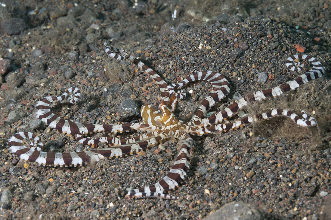 Wonderpus Octopus (Wunderpus photogenicus)