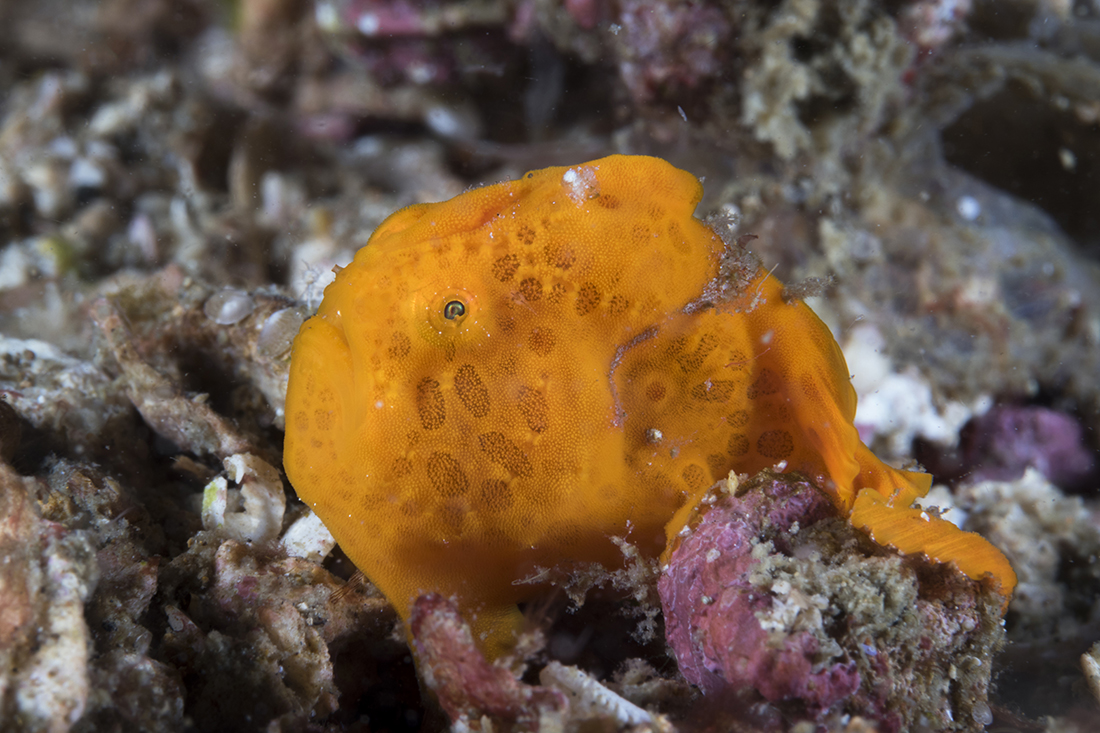 Small blue berry size frogfish.