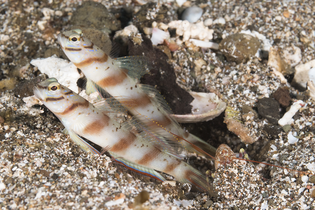 Shrimp gobies with their Alpheid shrimp roommate.