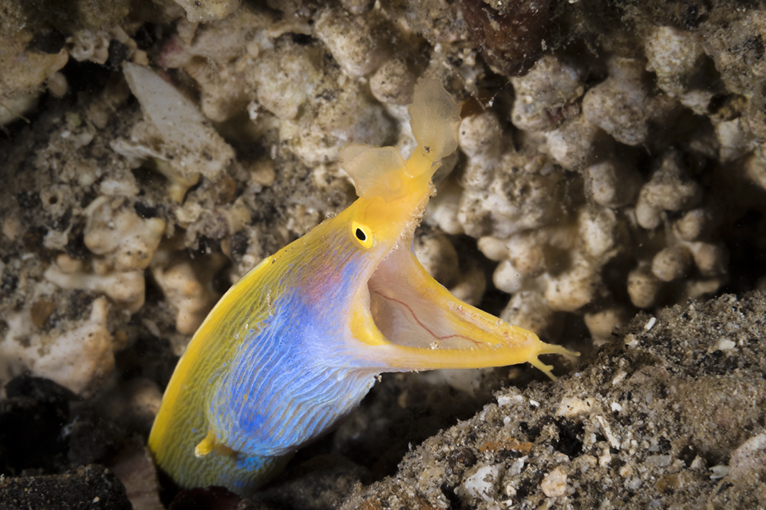 Blue ribbon eel