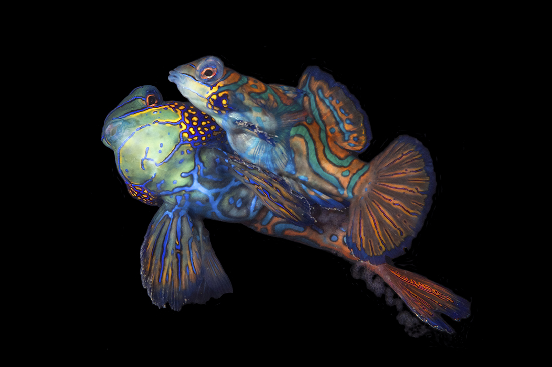 Mandarinfish are broadcast spawners. To achieve optimum fertilization, the female must come as close to the male’s pelvic fins as she can during the peak moment of their climb, where she will then release her eggs simultaneously with the male releasing his sperm into the water column to be carried away in the currents. 