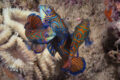 Mandarinfish (Synchiropus splendidus) a member of the dragonet family.