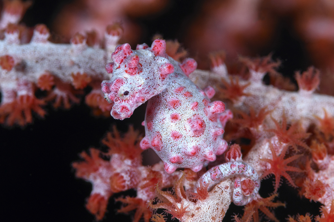 Bargibant pygmy seahorse (Hippocampus bargibanti).