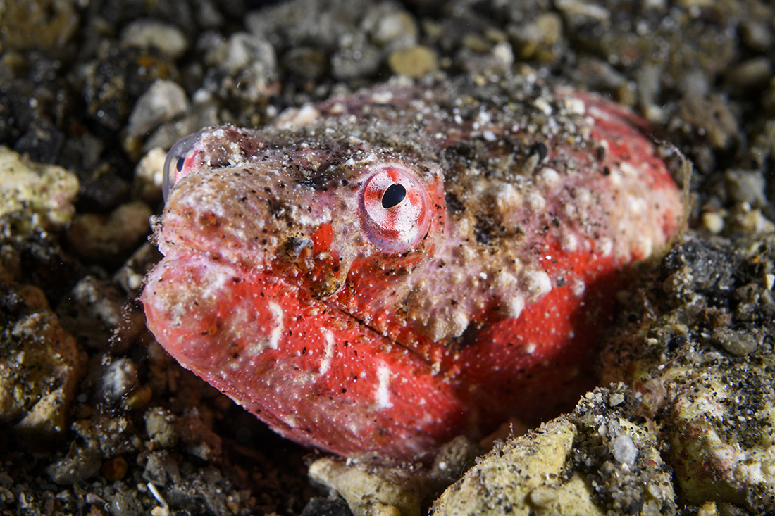 A bright red colored Reptilian Snake Eel pokes its head out of the sand and gravel bottom.