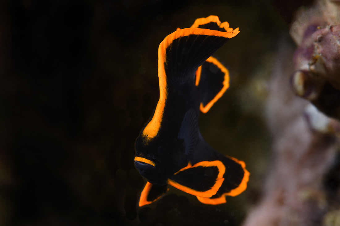 During their Juvenile phase, Pinnate Spadefish (Platax pinnatus) present a striking deep orange on jet black coloration. This one was about the size of a quarter.