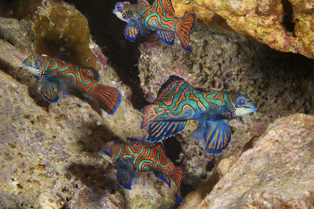 Mandarinfish (Synchiropus splendidus) from their hiding places to begin their ritual twilight courtship down at the foot of Magic Pier